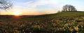 Meadow with primula cowslips at sunset