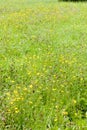 meadow in Prokopske Valley, Prague, Czech Republic