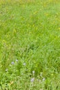 meadow in Prokopske Valley, Prague, Czech Republic