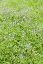 meadow in Prokopske Valley, Prague, Czech Republic