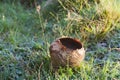 Meadow Puffball