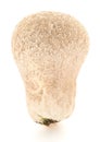 Meadow Puffball mushroom