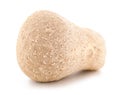 Meadow Puffball mushroom