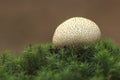 A Meadow Puffball standing in green moss in the forest in autumn