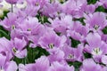 Meadow of purple blossomed tulips Violet Beaty in dutch spring Keukenhof Gardens