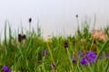 meadow flowers on a fog background Royalty Free Stock Photo