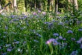 Meadow of purple sticky geranium cranesbills wildflowers on the forest floor in the Shoshone National Forest of Wyoming