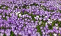 Meadow of purple and white crocus flowers Royalty Free Stock Photo
