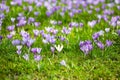 Meadow of purple and white crocus flowers Royalty Free Stock Photo