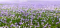 Meadow of purple and white crocus flowers Royalty Free Stock Photo