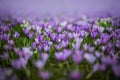 Meadow of purple and white crocus flowers Royalty Free Stock Photo