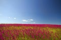 Meadow of red flower Royalty Free Stock Photo