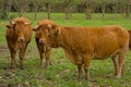 Meadow with red limousin cows, in the Flemish countryside Royalty Free Stock Photo