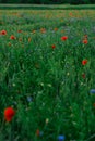 Meadow of red poppies, blue cornflowers and purple flowers.