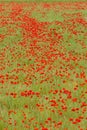 meadow of red poppies, Rhone-Alpes, France Royalty Free Stock Photo