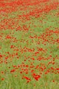 meadow of red poppies, Rhone-Alpes, France Royalty Free Stock Photo