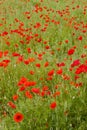 meadow of red poppies, Rhone-Alpes, France Royalty Free Stock Photo