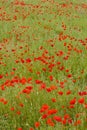 meadow of red poppies, Rhone-Alpes, France Royalty Free Stock Photo