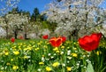 Meadow with red tulips and yellow dandelions and cherry trees in full bloom Royalty Free Stock Photo