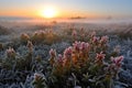 meadow of red wildflowers covered in frost in morning fog Royalty Free Stock Photo