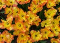 Meadow of red yellow blossomed tulips Caribbean Parrot in dutch spring Keukenhof Gardens