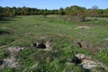 Meadow riddled with wild rabbits