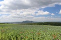 Meadow of ripening poppies. Seed heads of the Opium poppy. Papaver somniferum.