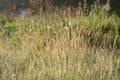 The meadow on the river bank is overgrown with succulent grasses.