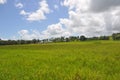 Meadow with road