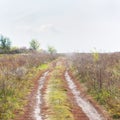 Meadow road and a lot of gnats. Royalty Free Stock Photo