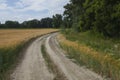 Meadow road with wheat Royalty Free Stock Photo