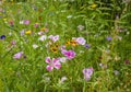 Meadow on the roadside with tall grass and wild-growing colorful little flowers