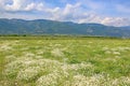 Meadow in Rose Valley, Bulgaria Royalty Free Stock Photo