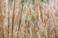 Abstract Meadow Grasses in a Woodland