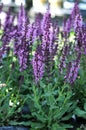 Meadow sage flower Royalty Free Stock Photo