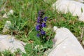 Meadow sage or Salvia pratensis herbaceous perennial plant with blue to dark violet flowers surrounded with uncut grass and large Royalty Free Stock Photo