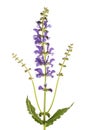 Meadow sage Salvia pratensis Royalty Free Stock Photo