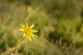 Meadow Salsify flower called Tragopogon pratensis Royalty Free Stock Photo