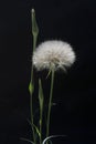 Meadow Salsify Tragopogon pratensis Royalty Free Stock Photo