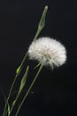 Meadow Salsify Tragopogon pratensis 2 Royalty Free Stock Photo