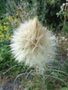 Meadow salsify -Tragopogon pratensis - Eutopia Garden - Arad, Romania Royalty Free Stock Photo