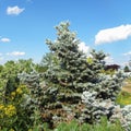 Silver Spruce - Eutopia Garden - Arad, Romania