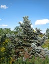 Silver Spruce - Eutopia Garden - Arad, Romania