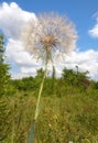 Meadow salsify -Tragopogon pratensis - Eutopia Garden - Arad, Romania Royalty Free Stock Photo