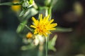 Meadow Salsify Tragopogon pratensis. The flower of yellow salsify. Tragopogon dubius. Blurred dark background, shallow Royalty Free Stock Photo