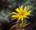 Meadow Salsify Tragopogon pratensis. The flower of yellow salsify. Tragopogon dubius Royalty Free Stock Photo