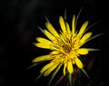 Meadow Salsify Tragopogon pratensis. The flower of yellow salsify. Tragopogon dubius Royalty Free Stock Photo