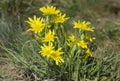 Meadow salsify Tragopogon pratensis, Royalty Free Stock Photo