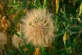 meadow salsify & x28;tragopogon pratensis& x29; the summer picture, white dandelion against the background of a green grass, Royalty Free Stock Photo