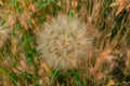 meadow salsify & x28;tragopogon pratensis& x29; the summer picture, white dandelion against the background of a green grass,